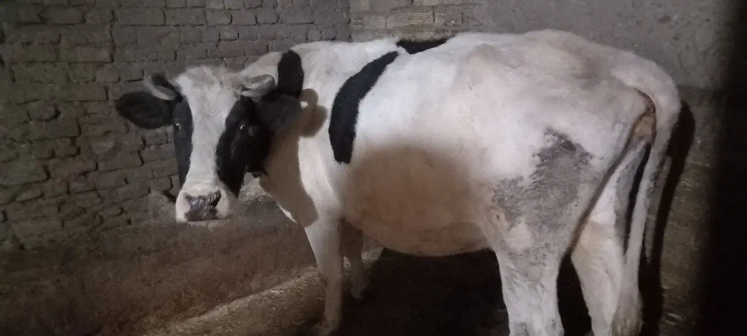 گاو آبستن|حیوانات مزرعه|سیلاخور, |دیوار