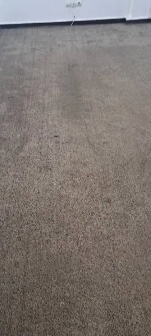 پالاز موکت پرز بلند|موکت|دزفول, |دیوار