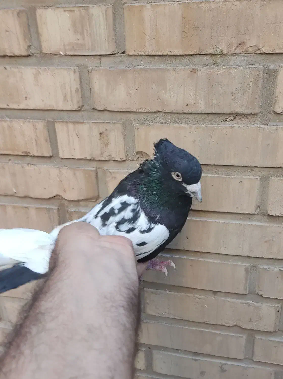 سینه سیاه درشت دوری|پرنده|اهواز, کیانپارس |دیوار