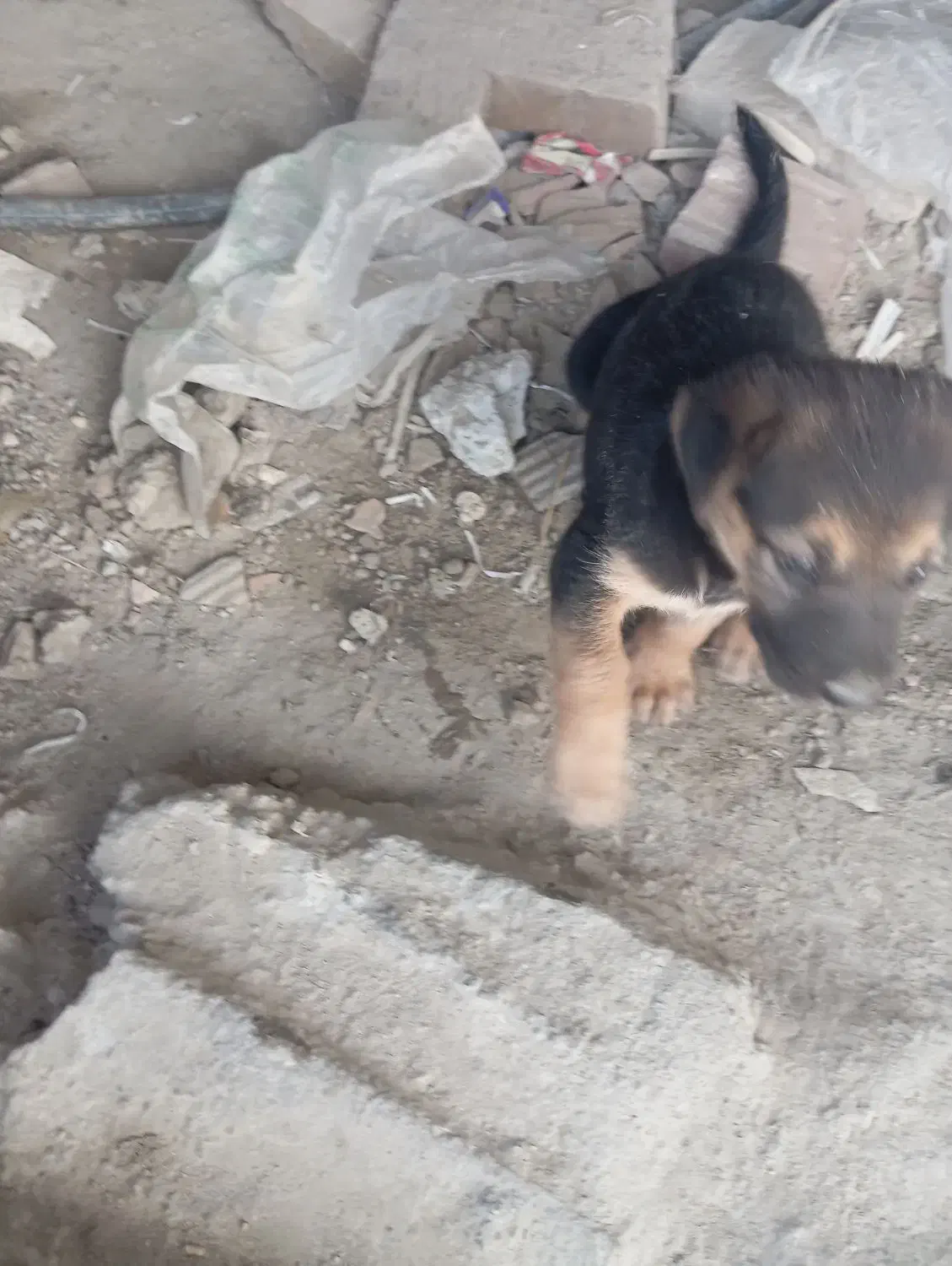 ۲توله ژرمن با مادر|سگ|بهشهر, |دیوار