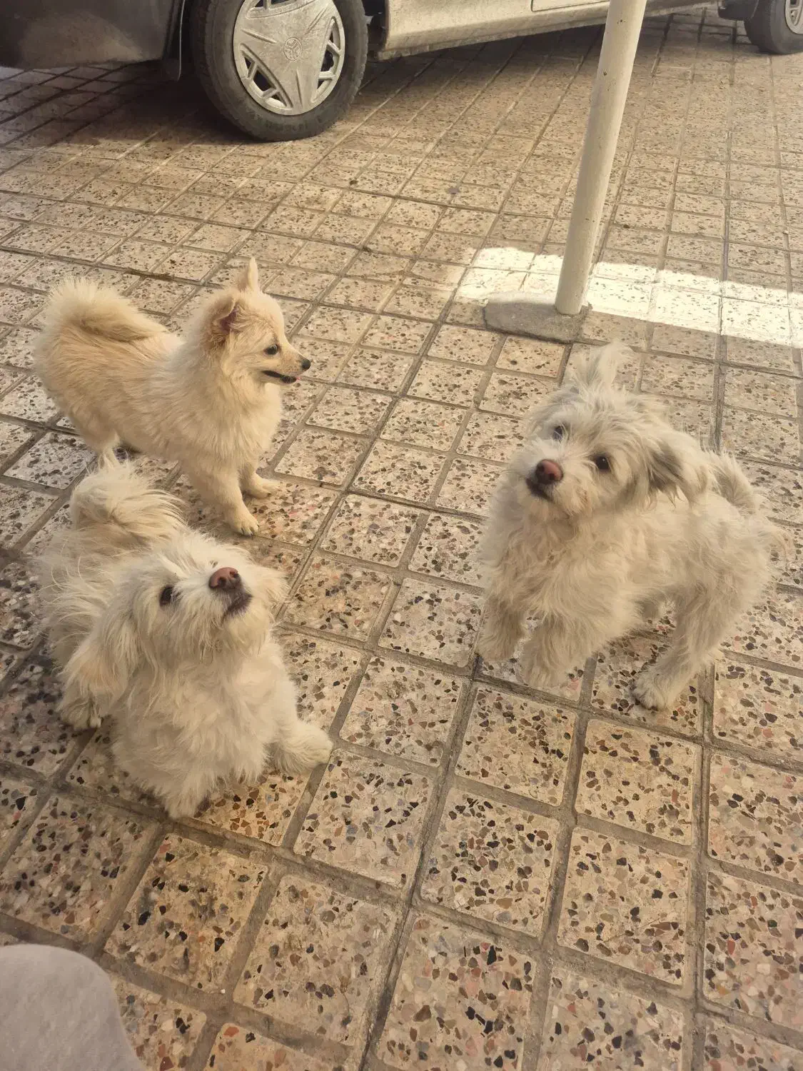 سگ پامر وشیتزو پا کوتاه نر|سگ|مشهد, جاهد شهر|دیوار