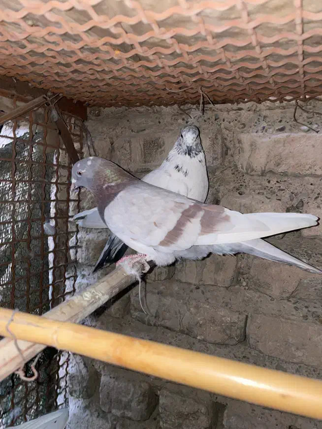 کبوتر  کفتر پرشی|پرنده|پاکدشت, خاتون آباد|دیوار