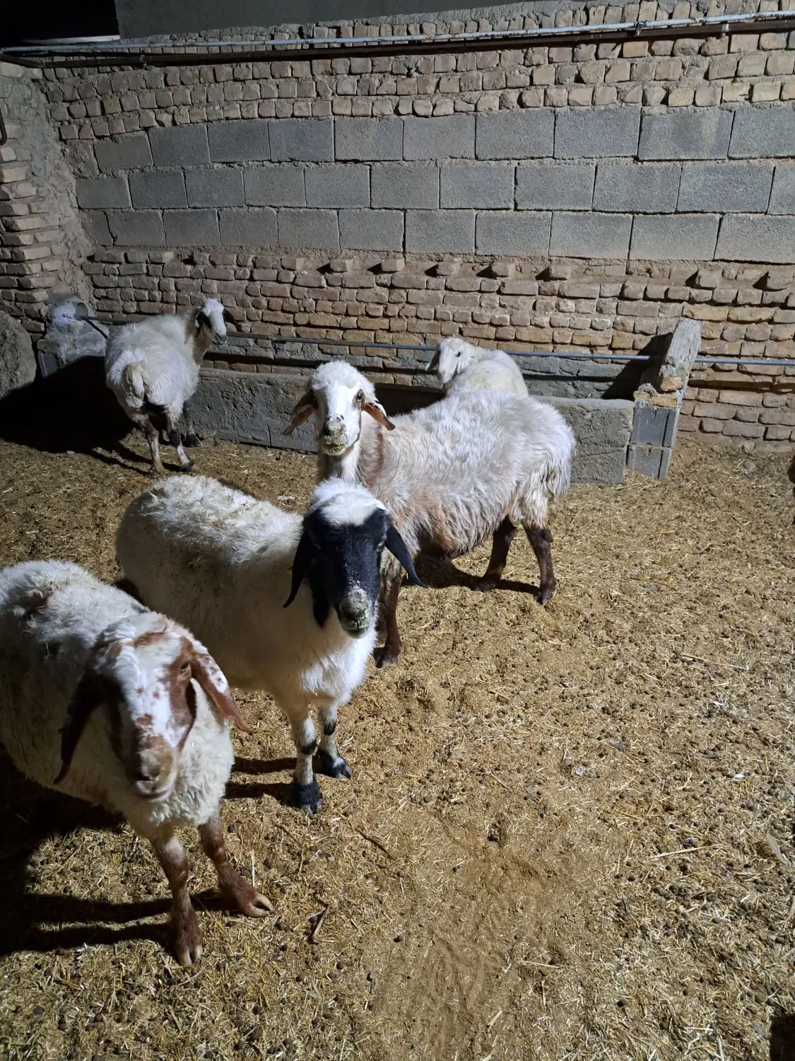 میش|حیوانات مزرعه|پاسارگاد, |دیوار