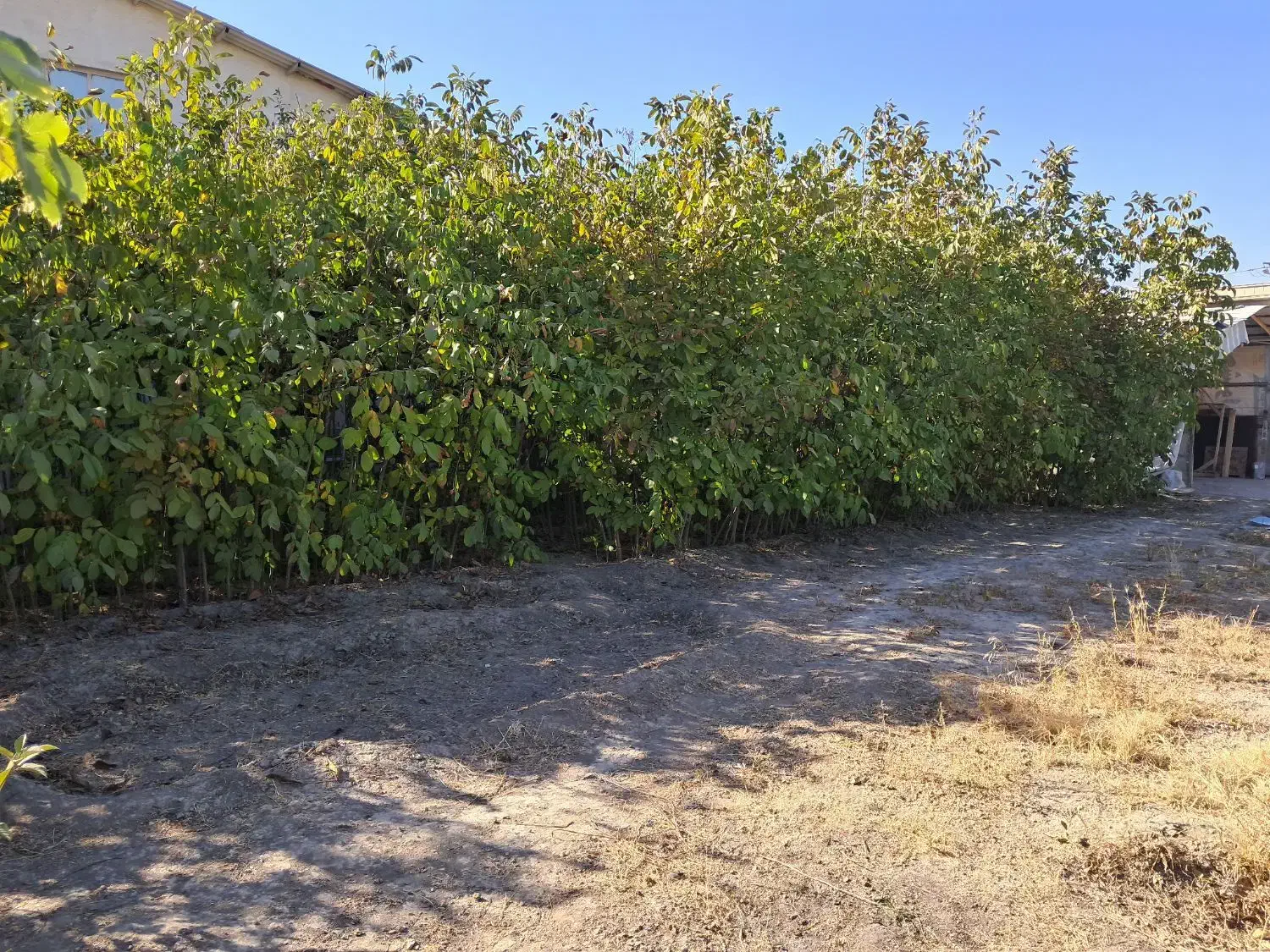 نهال گردوی تخم مرغی.|خدمات باغبانی و درختکاری|ارومیه, |دیوار