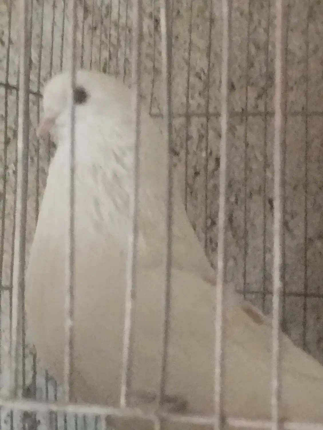 کفتر تهرونی نر|پرنده|تفت, |دیوار