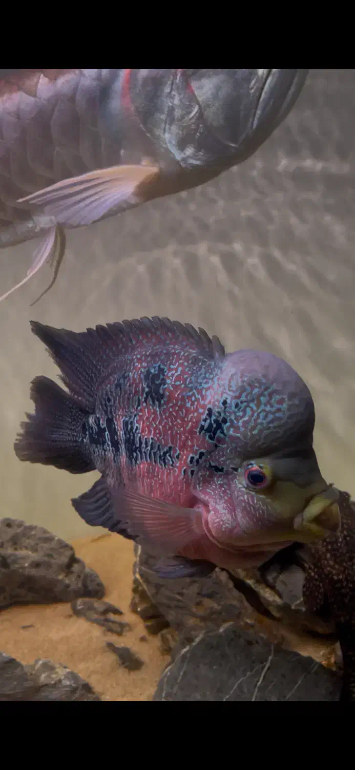 ماهی اکواریوم|ماهی|اهواز, زیتون کارمندی|دیوار