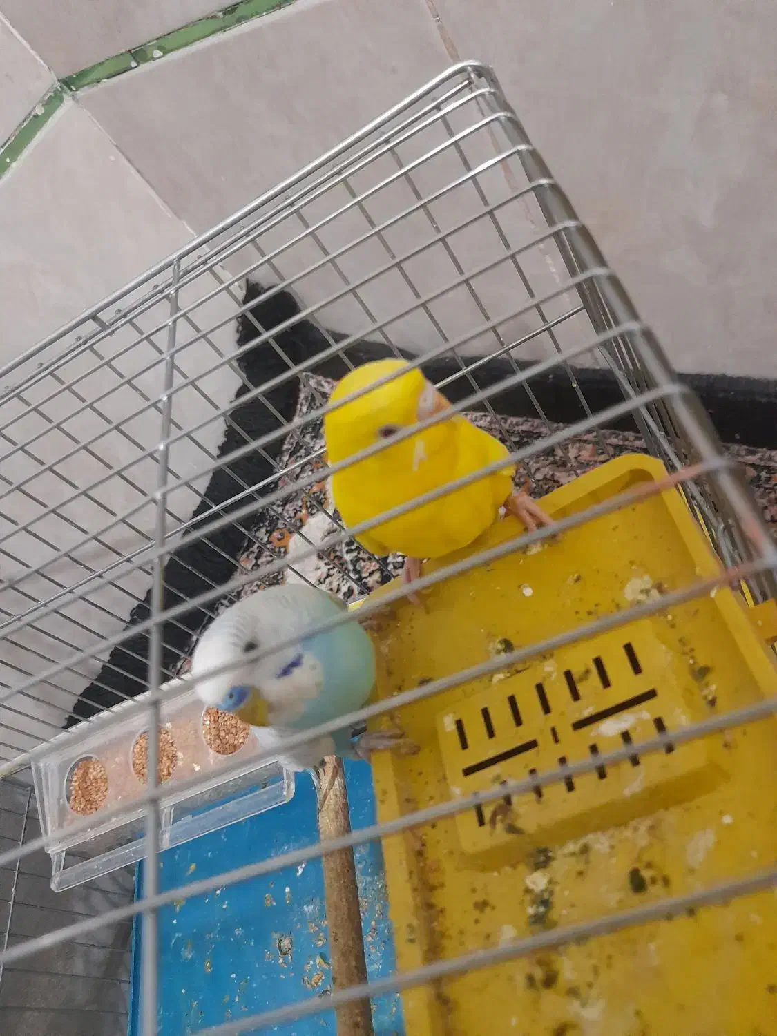 مرغ عشق معاوضه با قناری و عروس هلندی|پرنده|بم, |دیوار