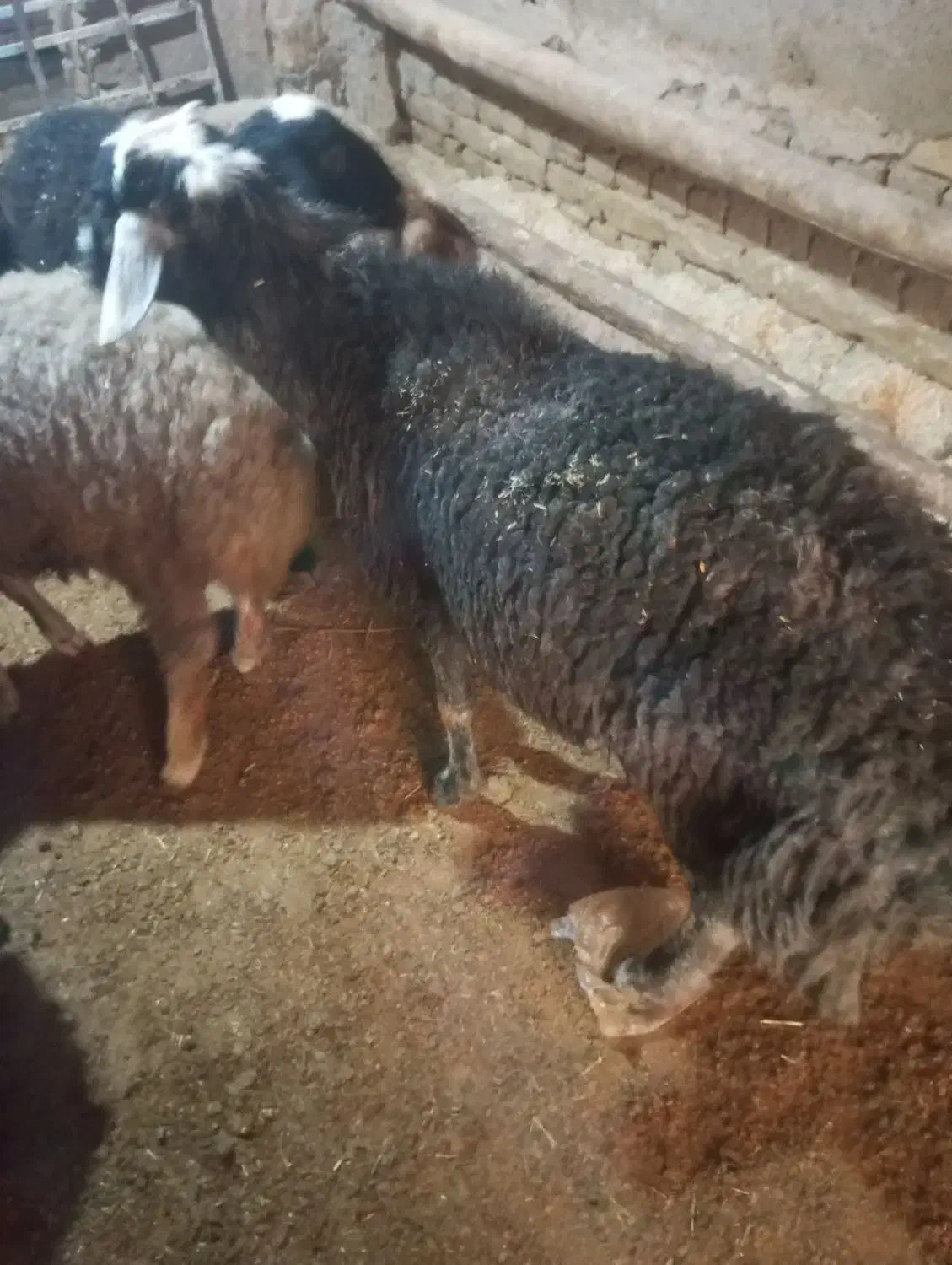 قوچ  فروشی|حیوانات مزرعه|فرمهین, |دیوار