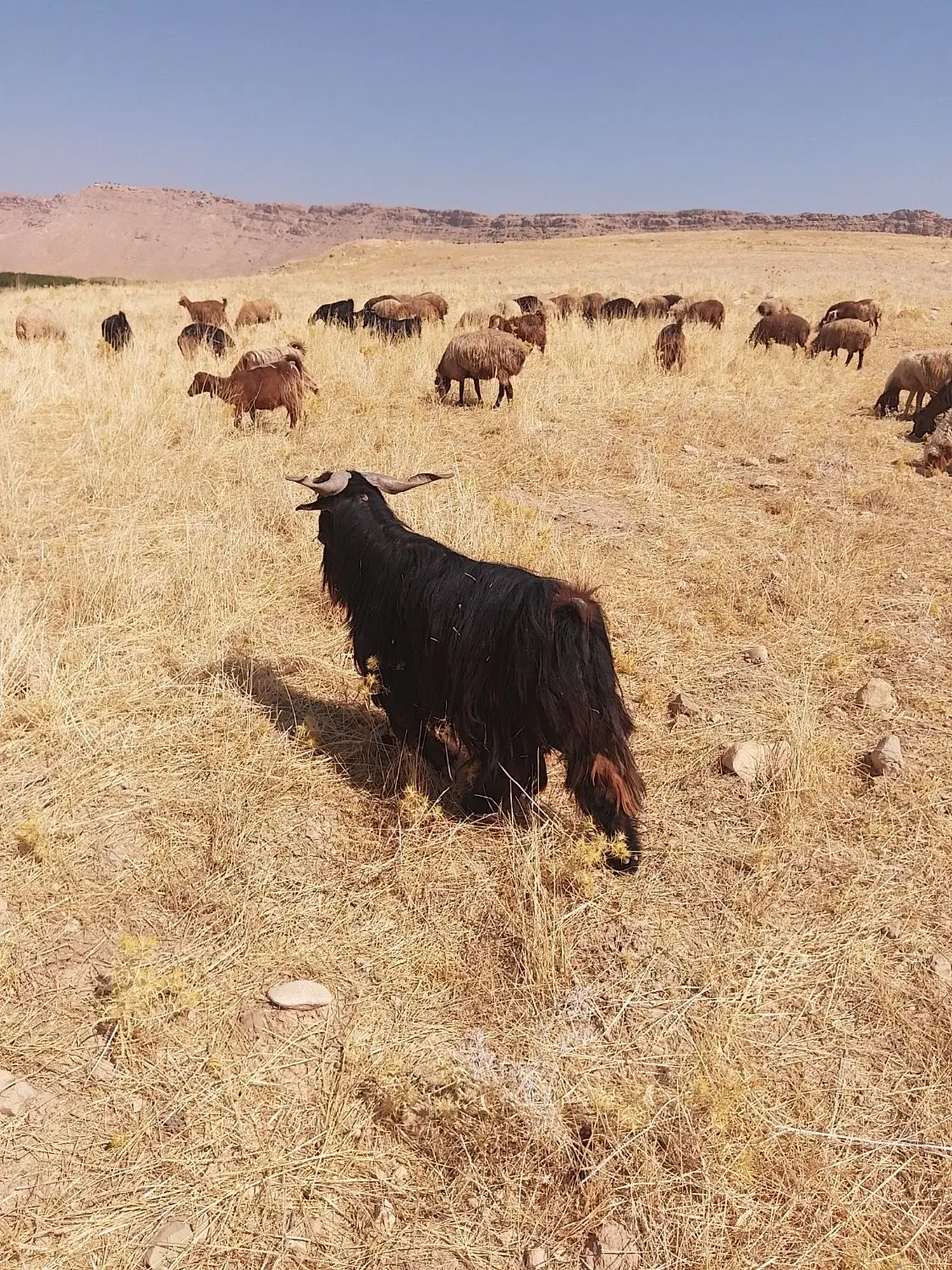 بزنر|حیوانات مزرعه|کوهدشت, |دیوار