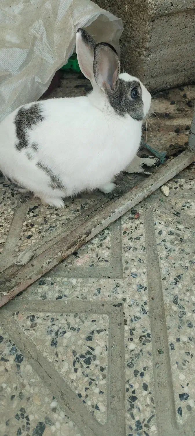 خرگوش ماده|موش و خرگوش|نجف‌آباد, جوزدان|دیوار