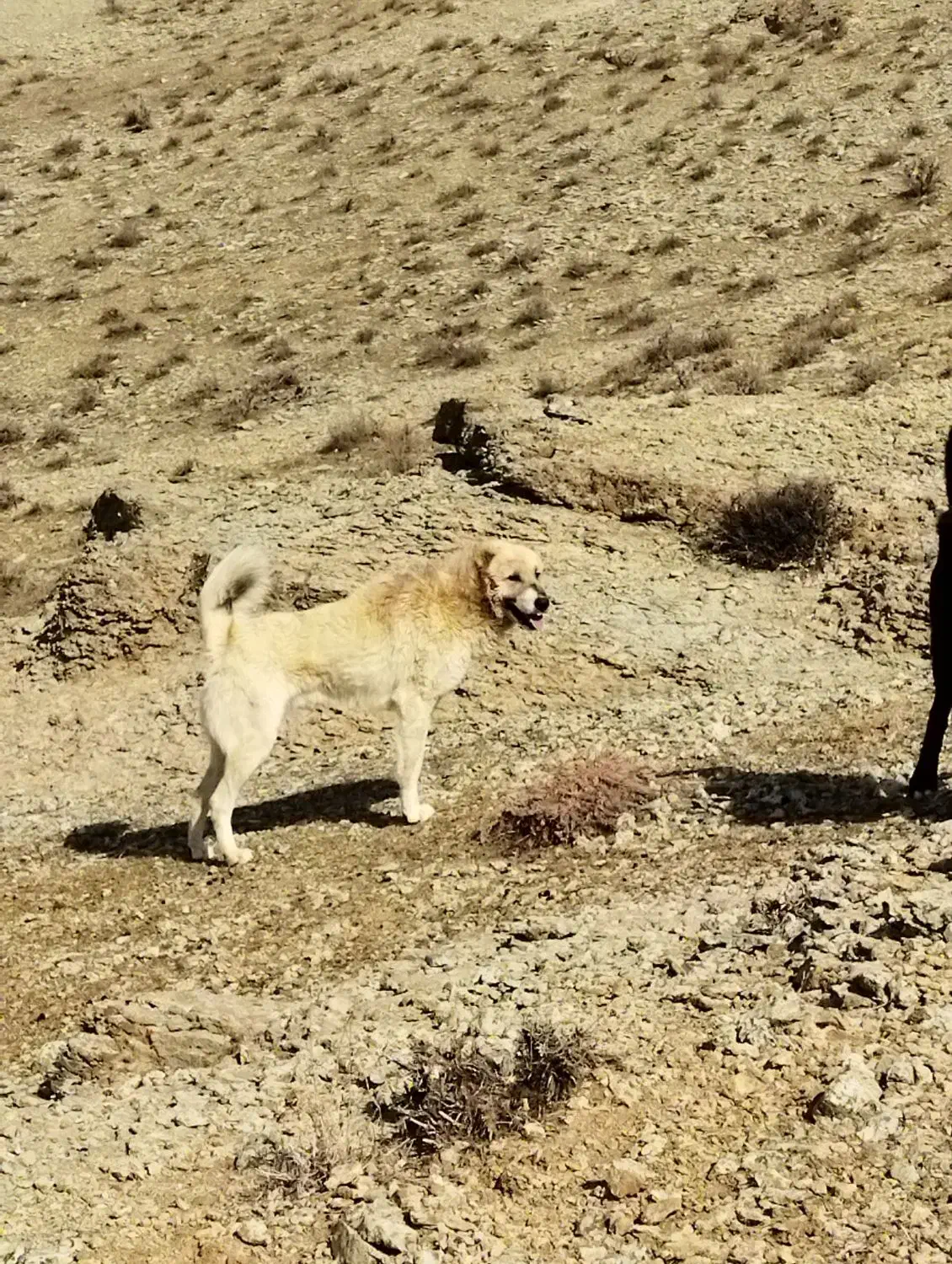 سگ افغان|سگ|زرندیه, |دیوار