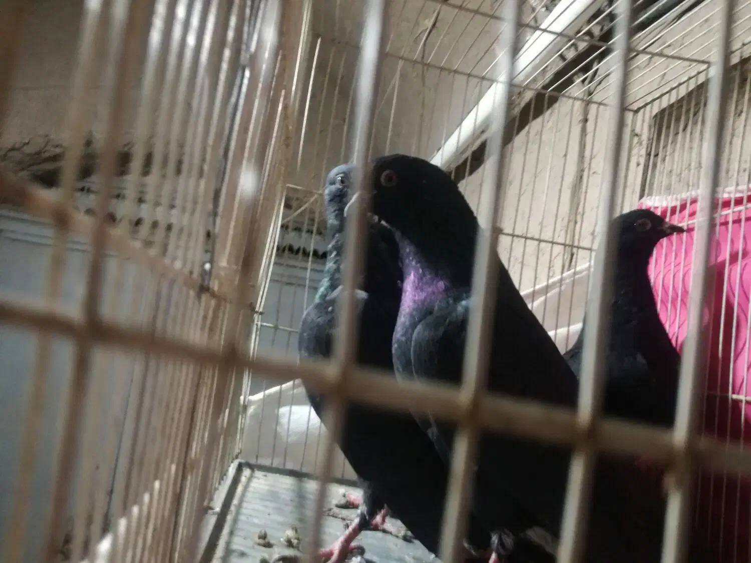 زاغ دم سفید|پرنده|جلگه ماژان, |دیوار