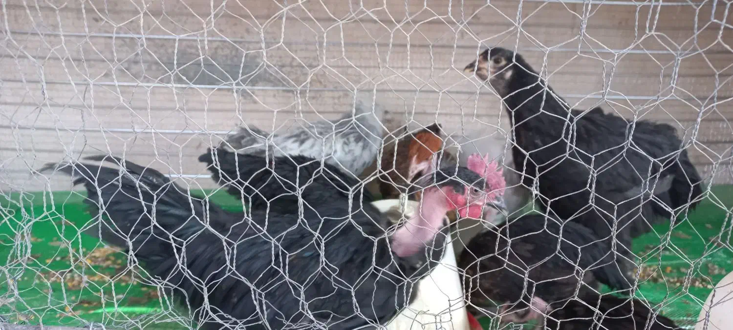 مرغ تخم گذار|حیوانات مزرعه|یزد, |دیوار