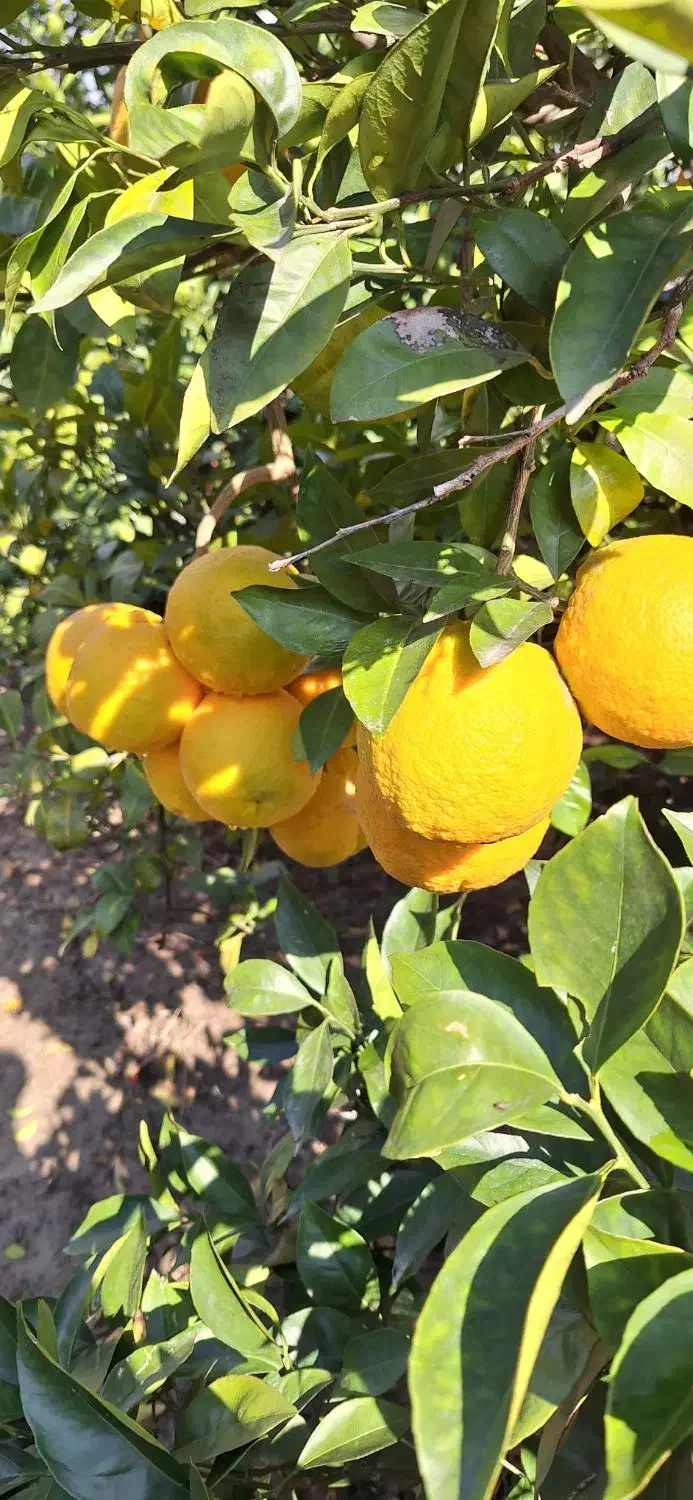 فروش سر درختی باغ پرتقال و نارنگی و پچ|فروش دفتر صنعتی، کشاورزی، تجاری|نوکنده, |دیوار