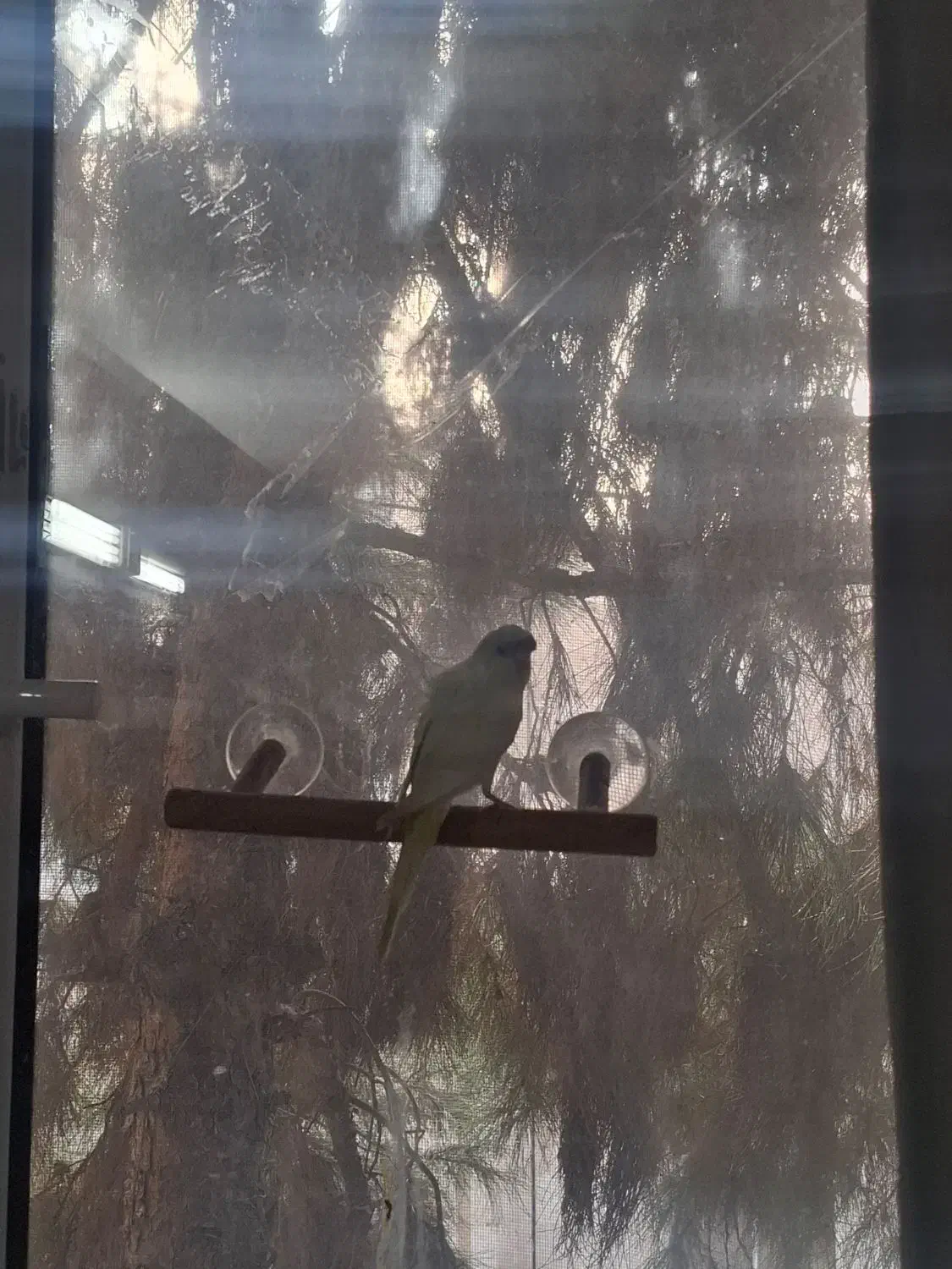 چهار عدد مرغ عشق پروانه ای|پرنده|مشهد, پروین اعتصامی|دیوار