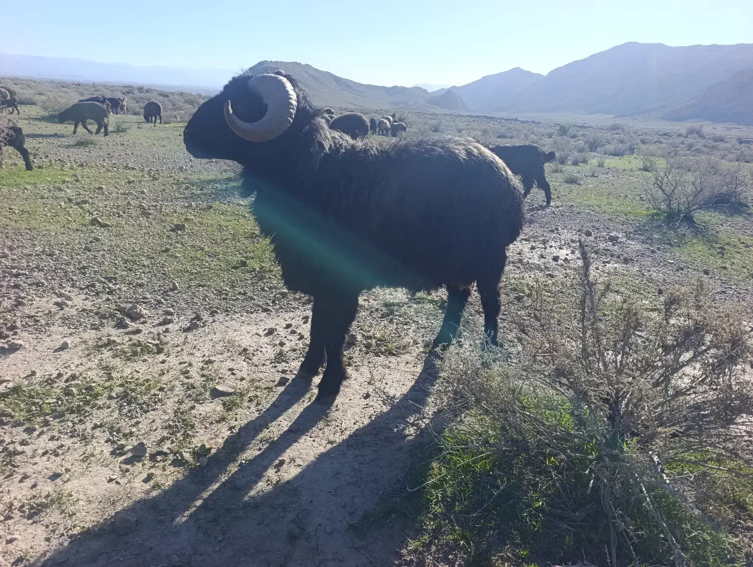 قوچ بزری|حیوانات مزرعه|داراب, |دیوار