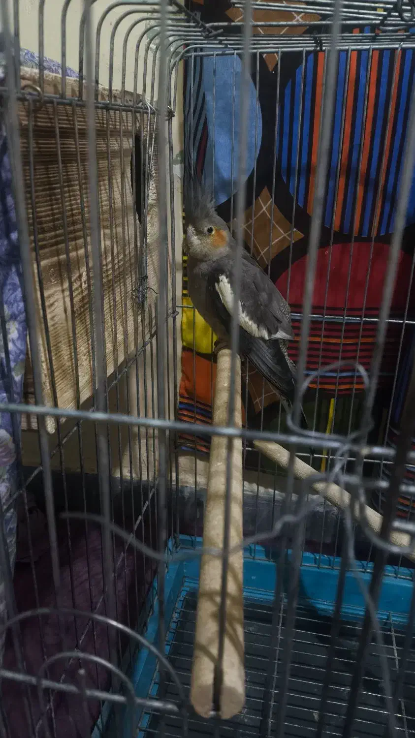 فروش عروس جفت و تک|پرنده|بندر کنگان, |دیوار