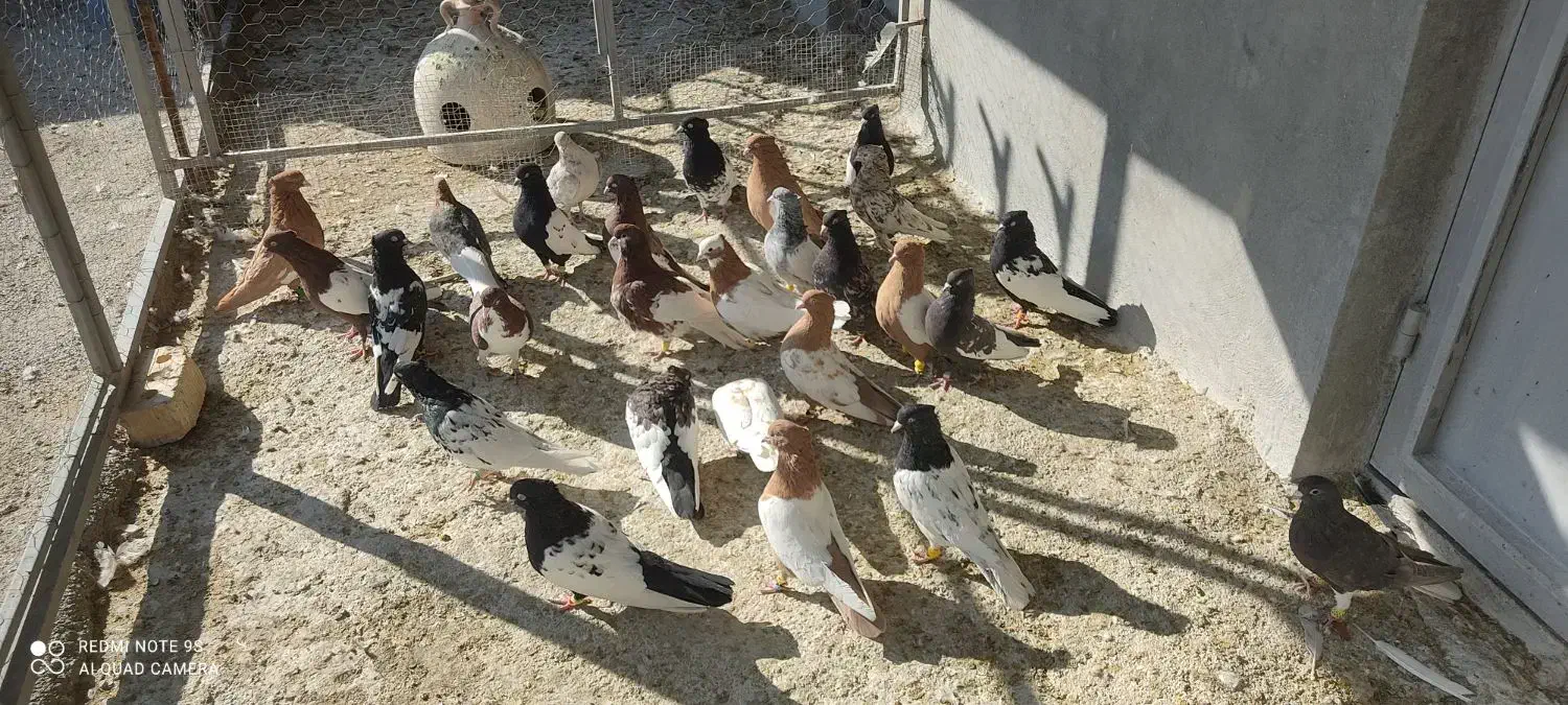 بهبونی شهری هوایی|پرنده|شیراز, شهرک رضوان|دیوار