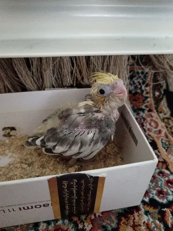 عروس هلندی|پرنده|پاکدشت, پاکدشت (مامازند)|دیوار