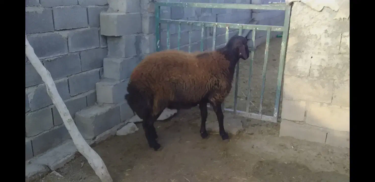 بره قوچ|حیوانات مزرعه|کوهدشت, |دیوار