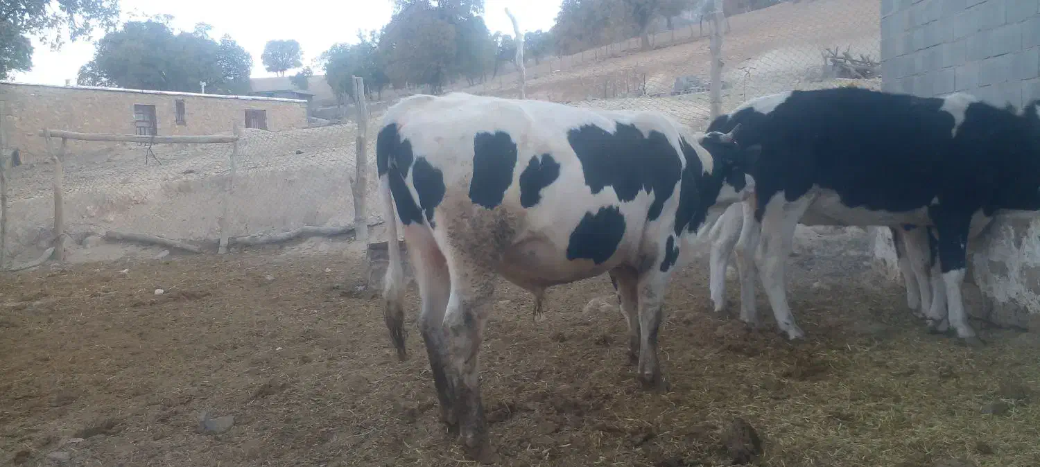 گوساله|حیوانات مزرعه|پاتاوه, |دیوار