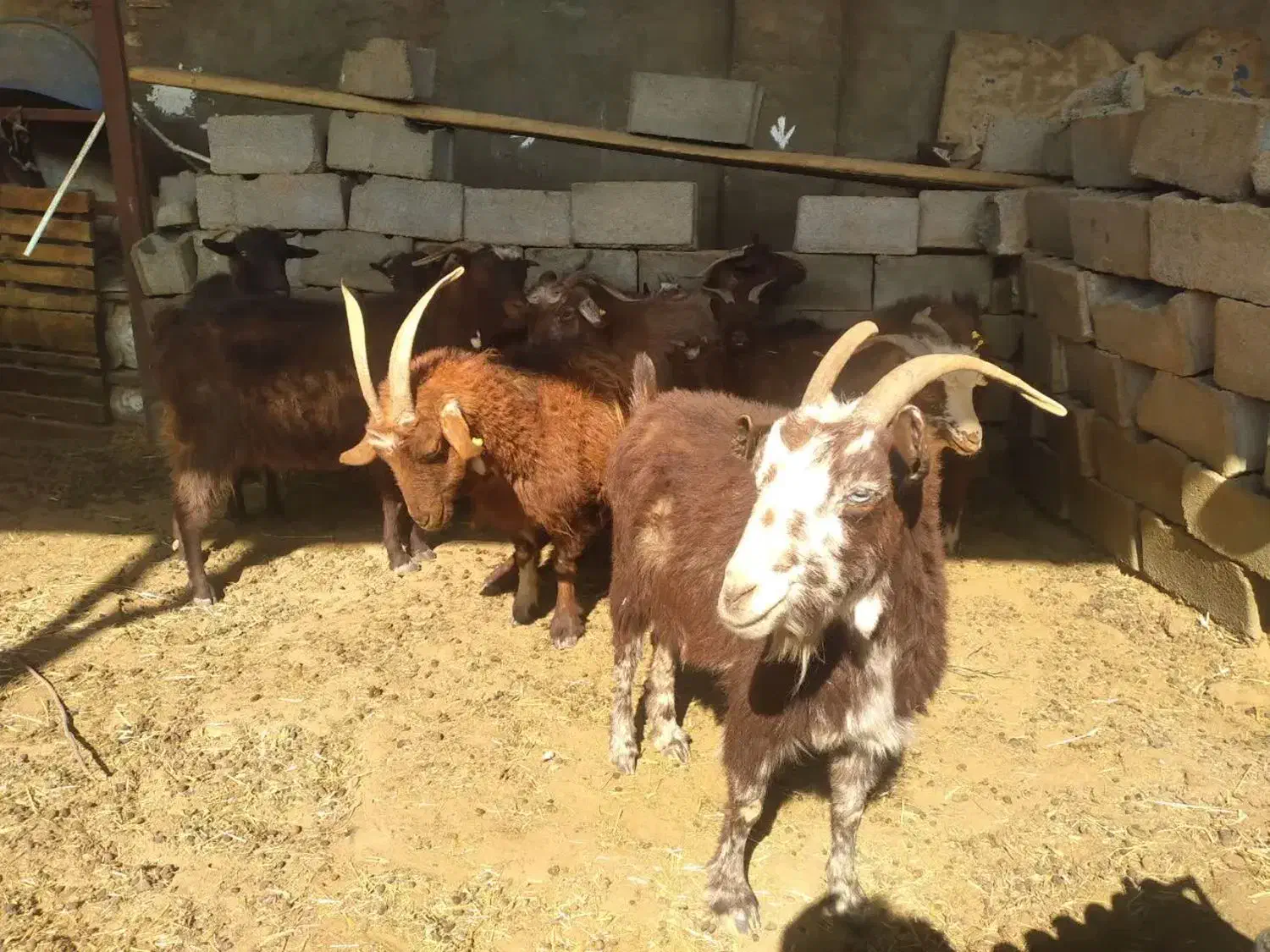 بز چاق بیابانی|حیوانات مزرعه|حمیدیا, |دیوار