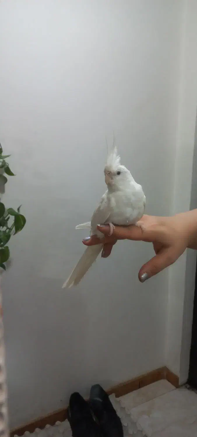 عروس هنلدی آلبینیو چشم شرابی|پرنده|لنگرود, |دیوار