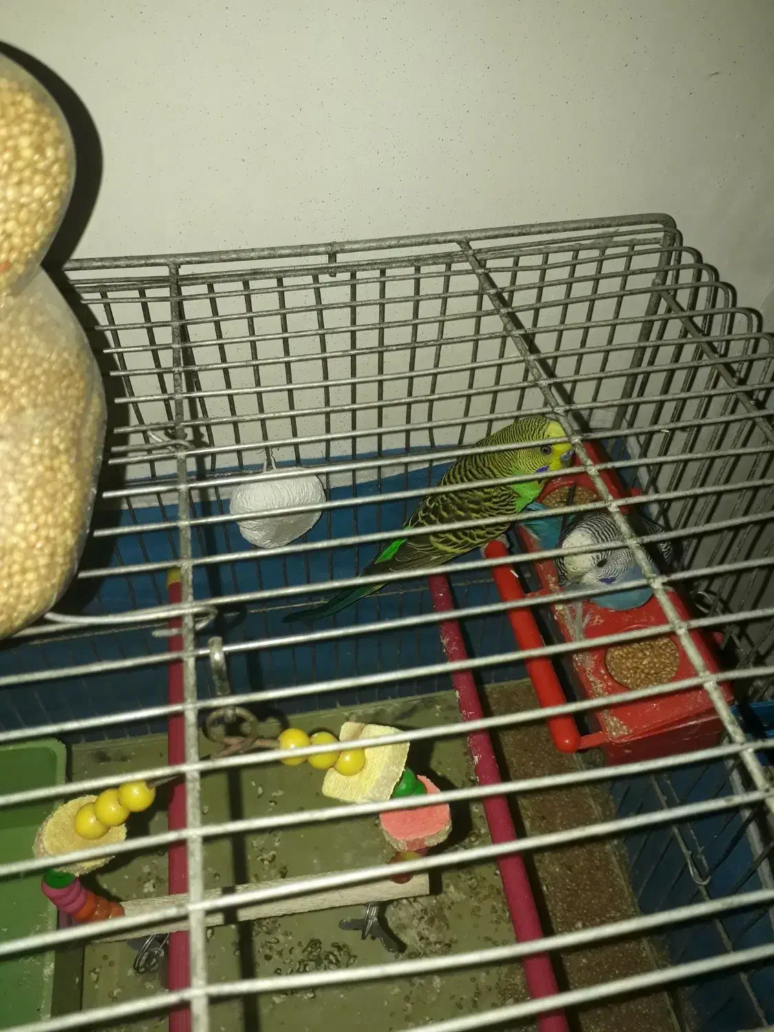 دو عدد مرغ عشق نر و ماده با دو تخم|پرنده|شهریار, دهشاد پائین|دیوار