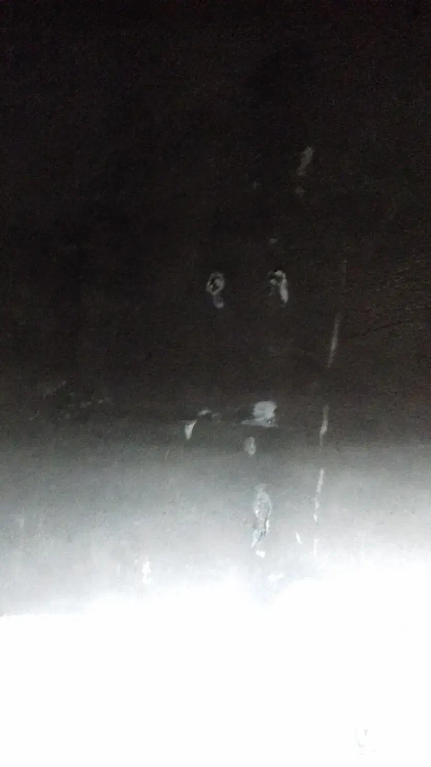 گمشده گاونزبالغ|حیوانات|رضوانشهر, |دیوار