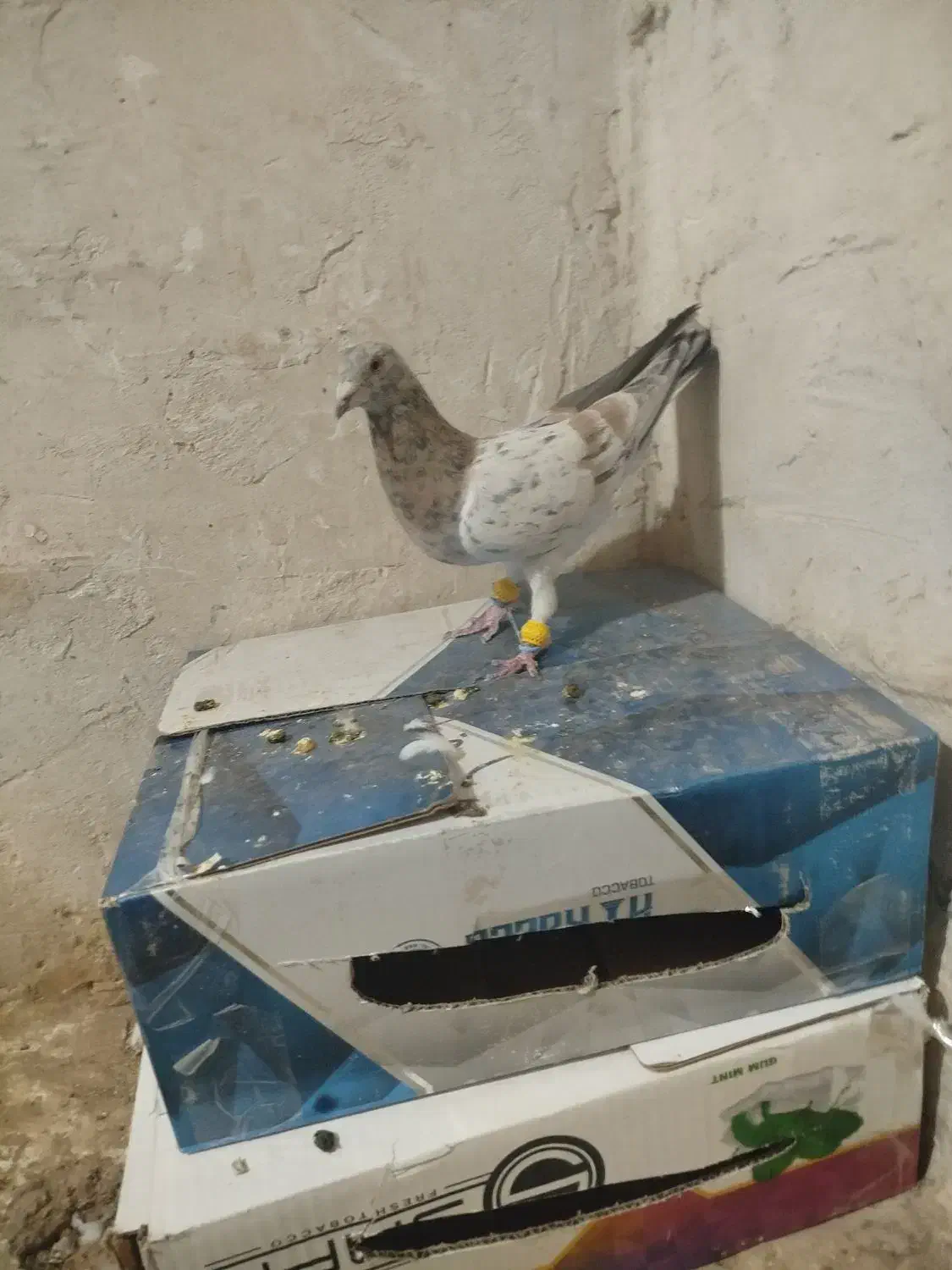 نر هفت رنگ خطی قزوینی|پرنده|رشتخوار, |دیوار