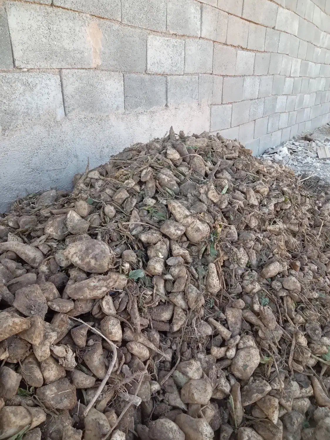 چغندر قند|خدمات باغبانی و درختکاری|تربتحیدریه, قاسم آباد|دیوار