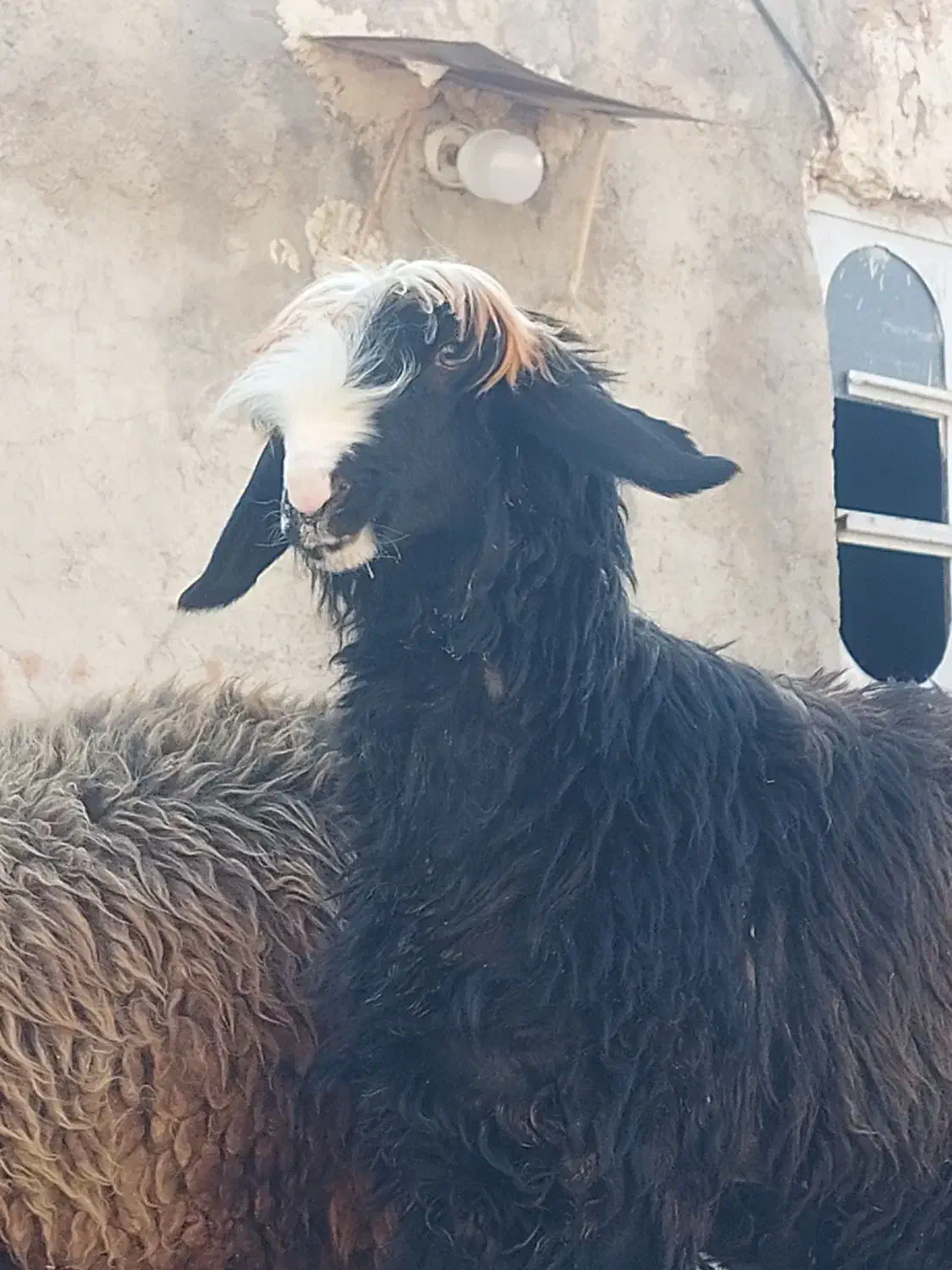 فروش ۴ راس شیشک میش داشتی و ۱ بره قوچ|حیوانات مزرعه|فیروزآباد (فارس), |دیوار