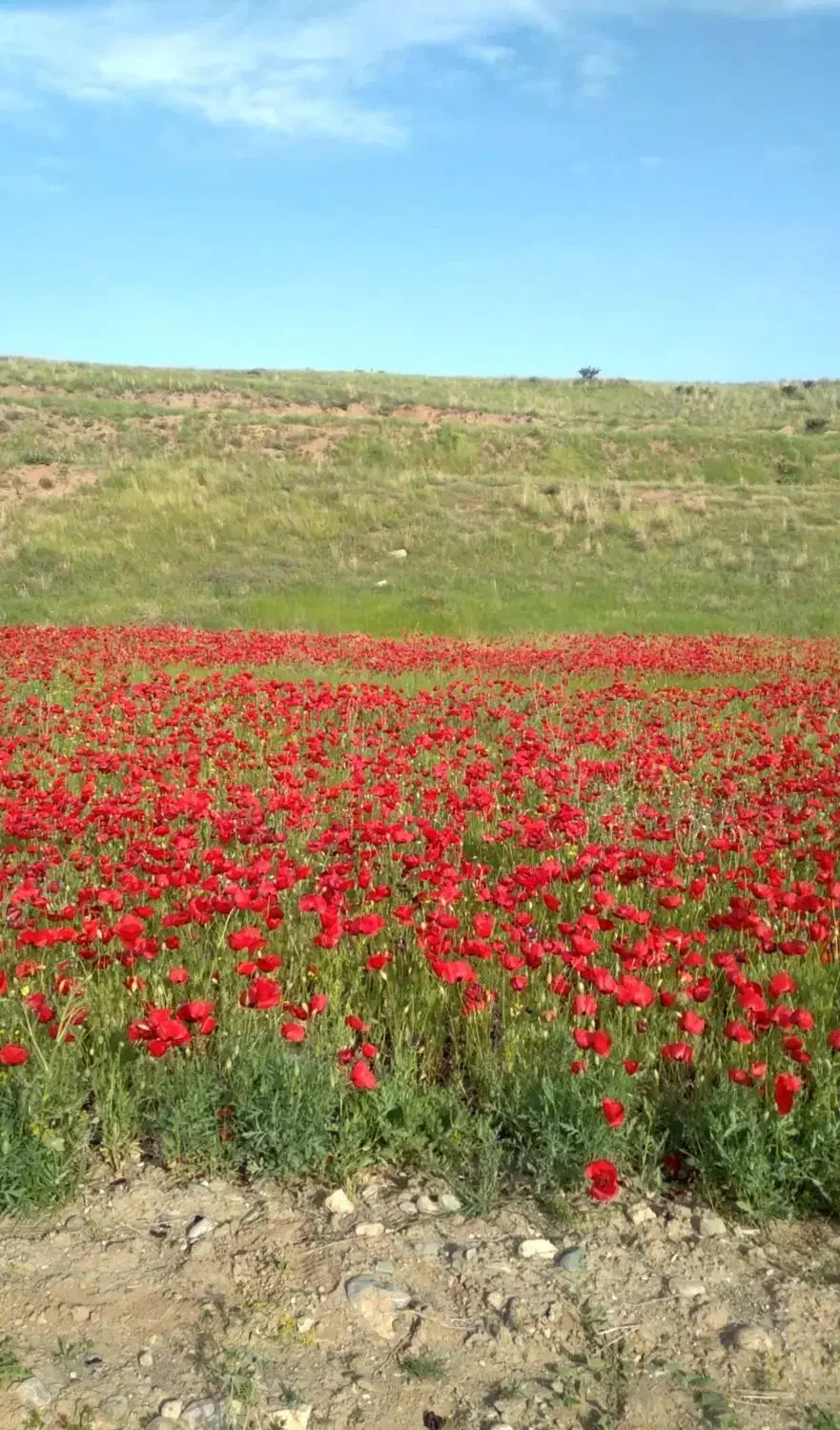 فروش زمین کشاورزی|فروش زمین و ملک کلنگی|قره قوین, |دیوار