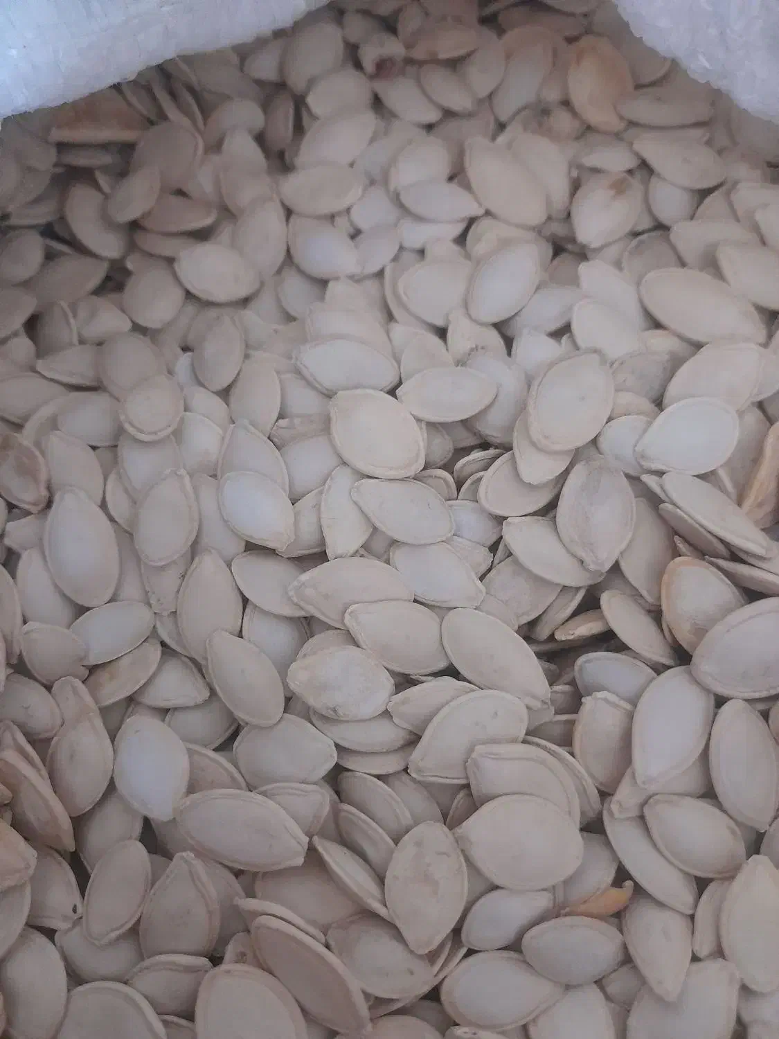 تخمه کدو باقیمت مناسب|خوردنی و آشامیدنی|میاندوآب, |دیوار