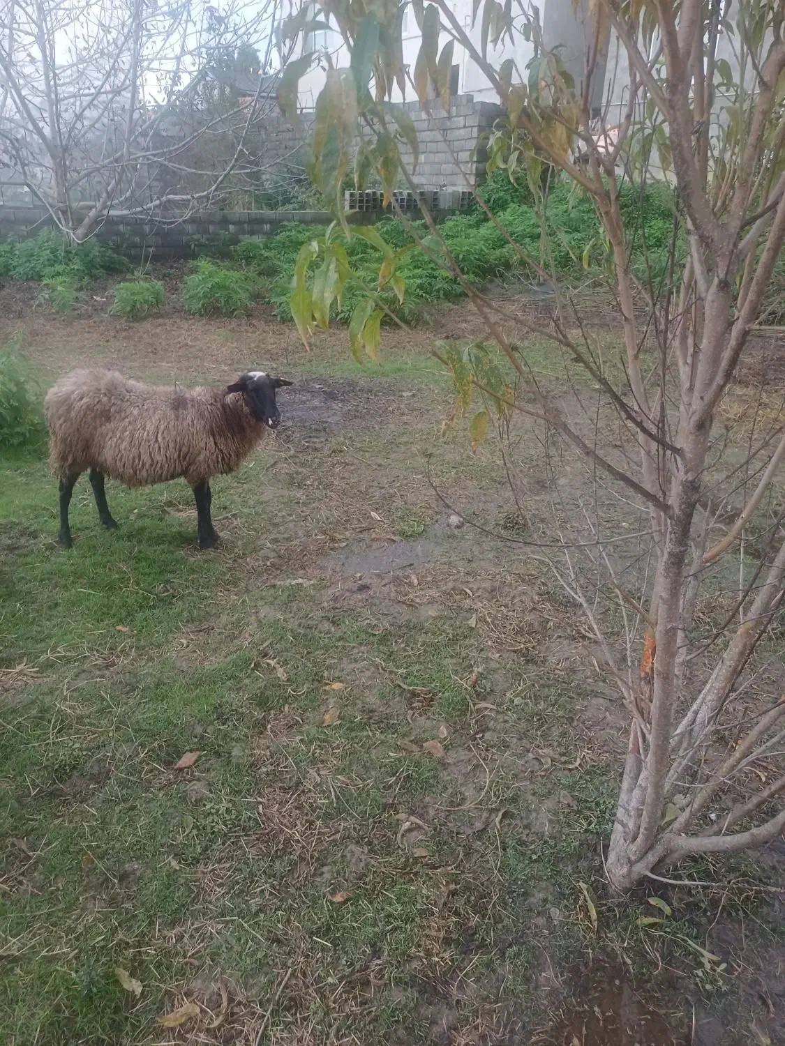 گوسفند رومانوف جنسیت ماده|حیوانات مزرعه|امامزاده عبدالله, |دیوار