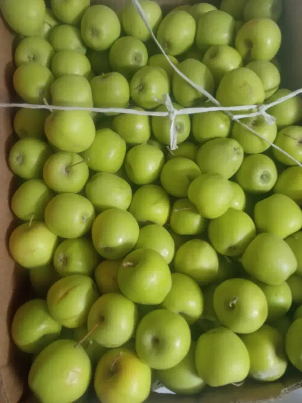 سیب ریز و خوشمزه|حراج|سبزوار, فرهنگیان|دیوار