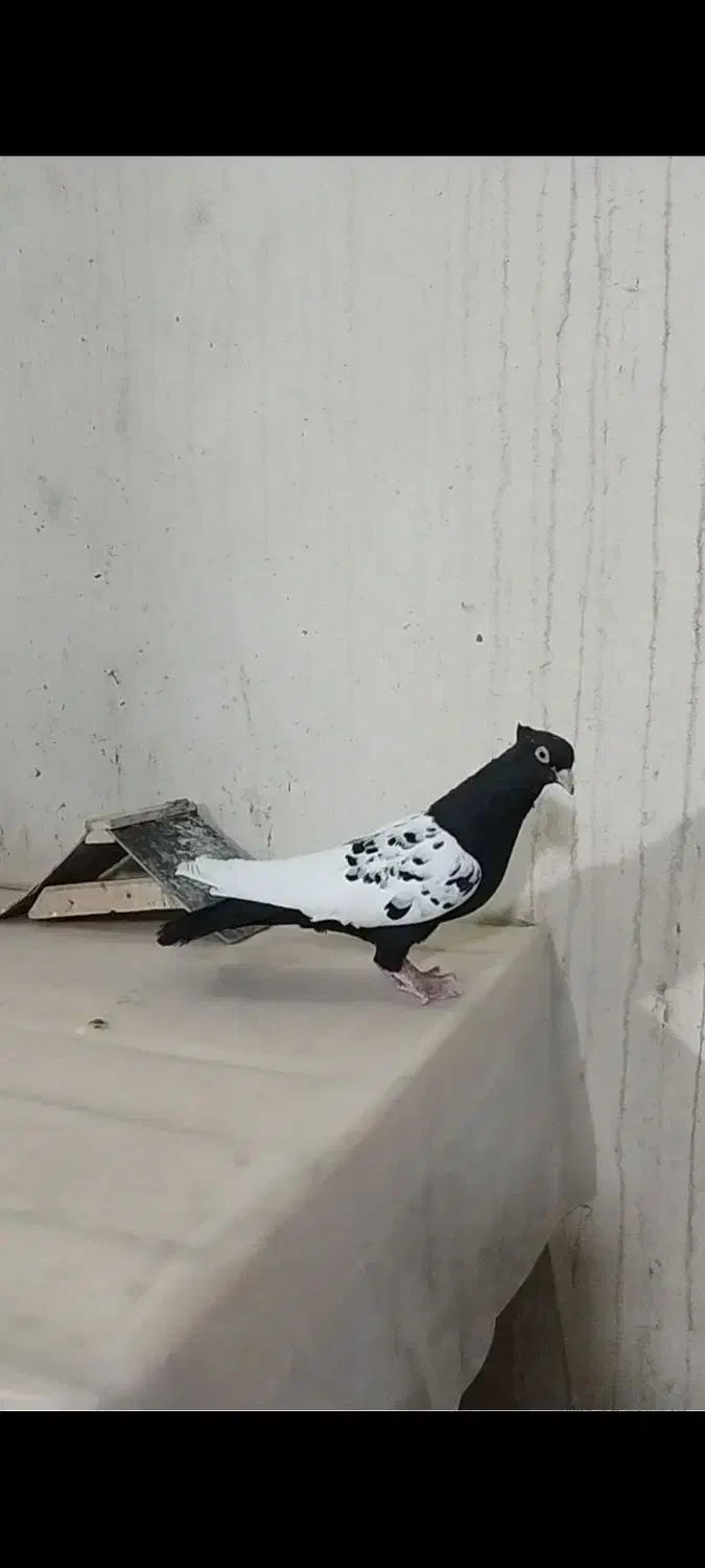 ماده سینه سیاه|پرنده|داراب, |دیوار