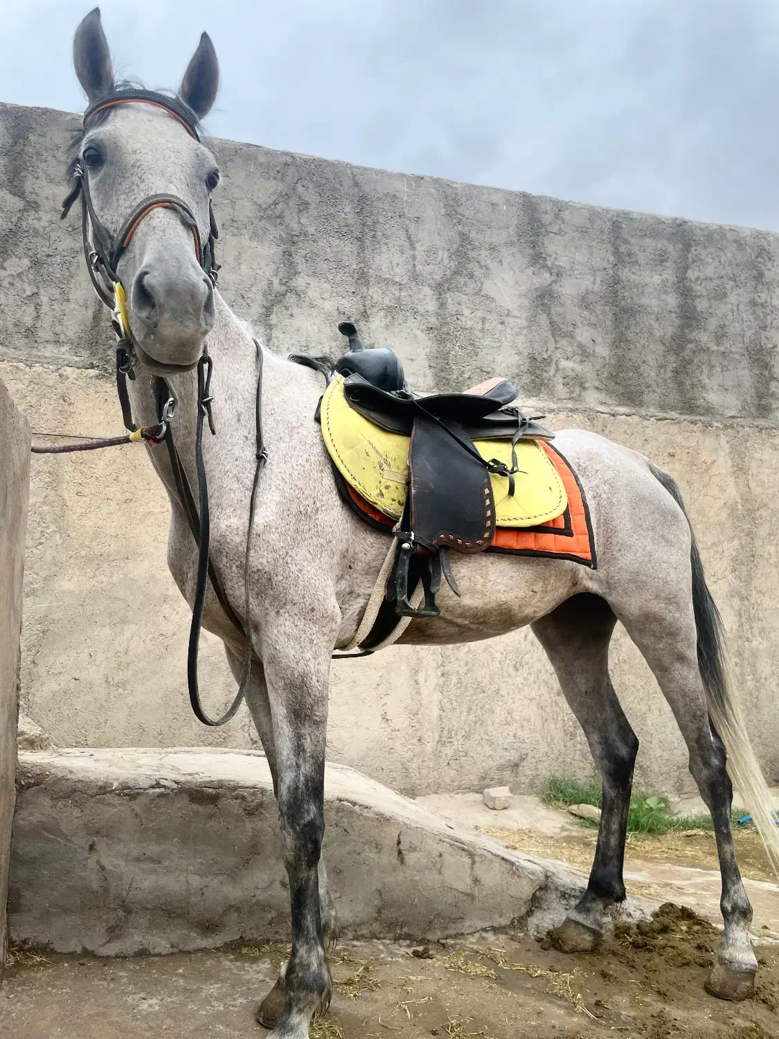 مادیون ابرش ۶ دنگ|اسب و تجهیزات اسب‌سواری|کاشان, استرک|دیوار