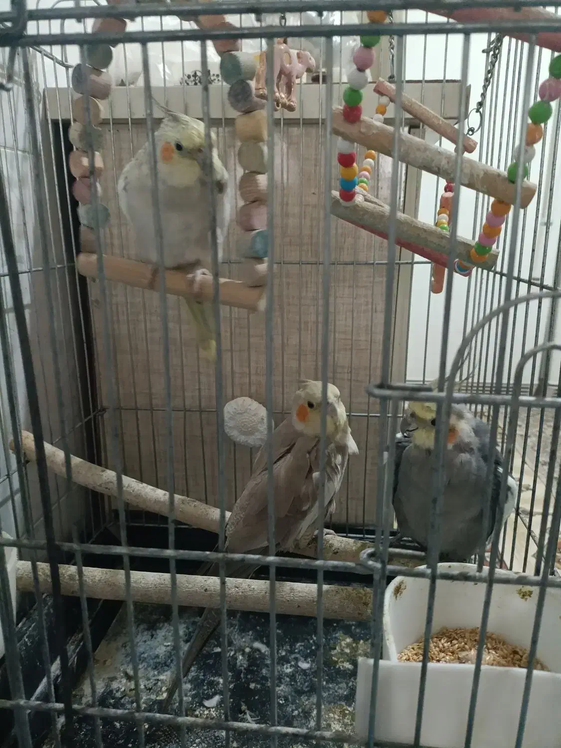 فروش 3 عدد عروس هلندی مولد|پرنده|بوکان, |دیوار