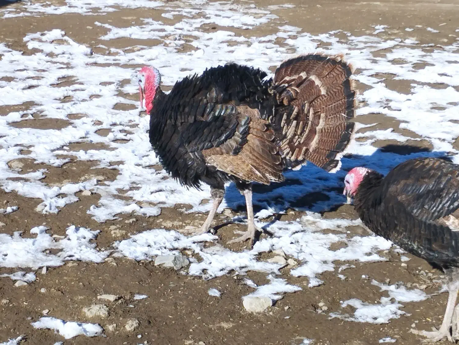 دوعددبوقلموننر|حیوانات مزرعه|چالدران, |دیوار