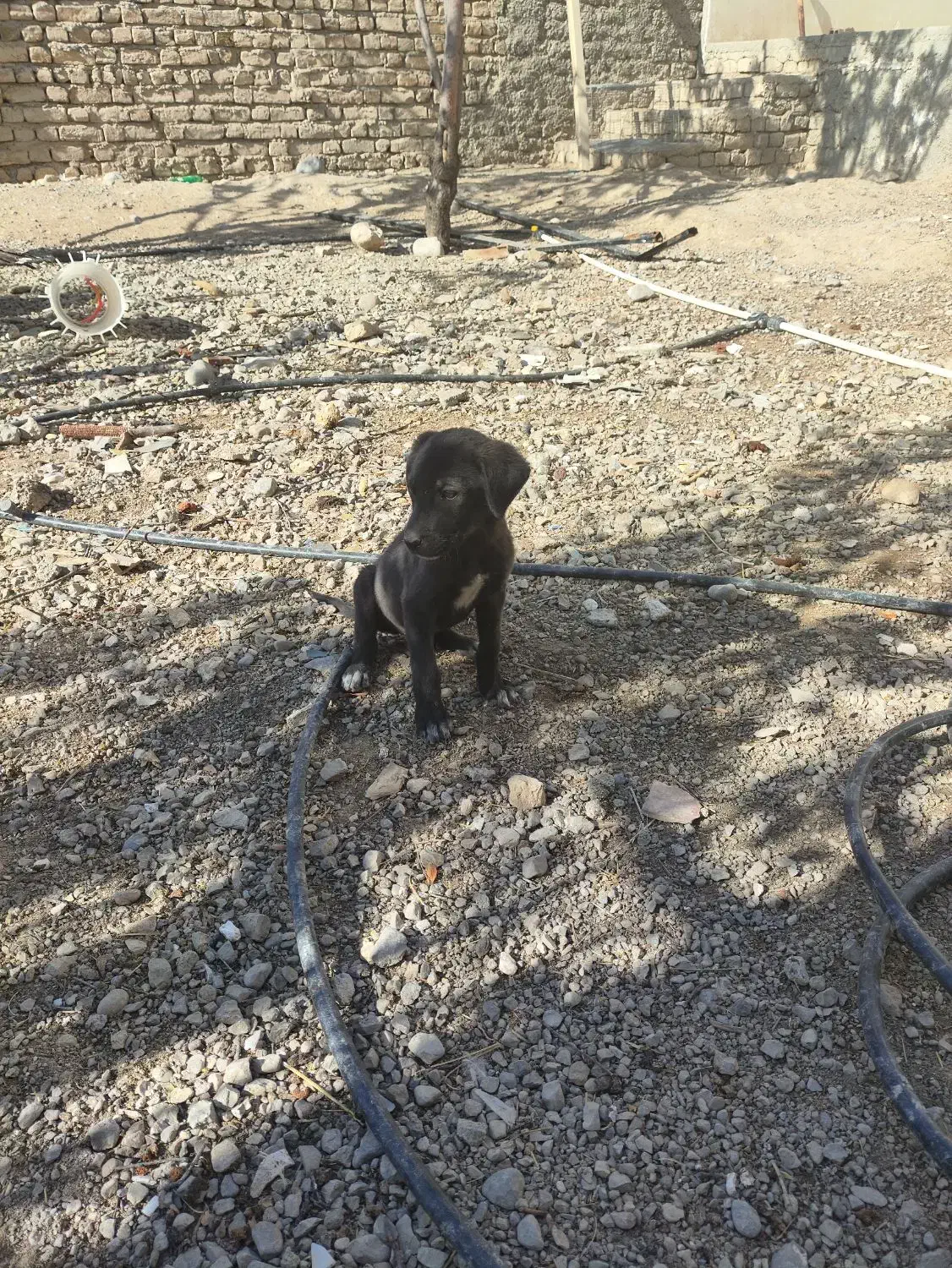 توله سگ کوچیک مشکی|سگ|شیروان (خراسان), |دیوار