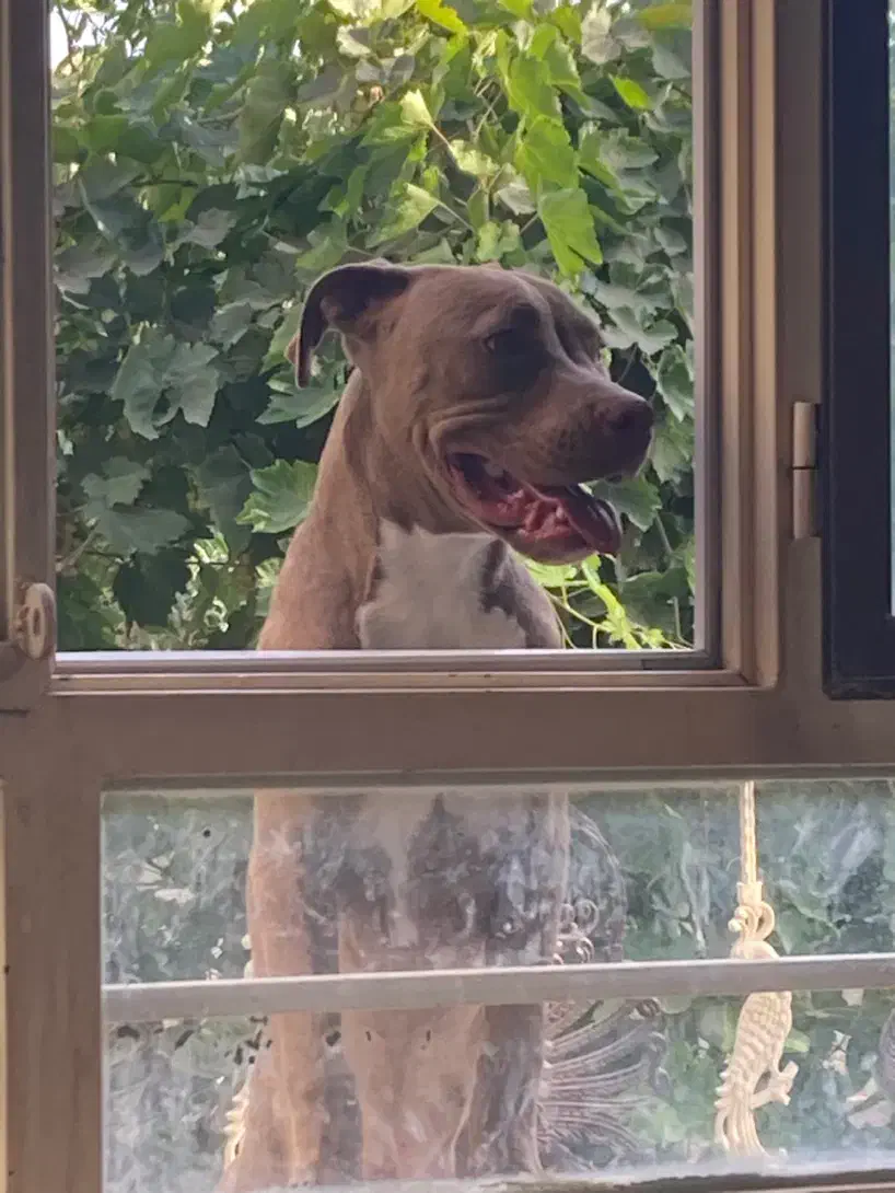 توله پیتبول|سگ|قزوین, |دیوار