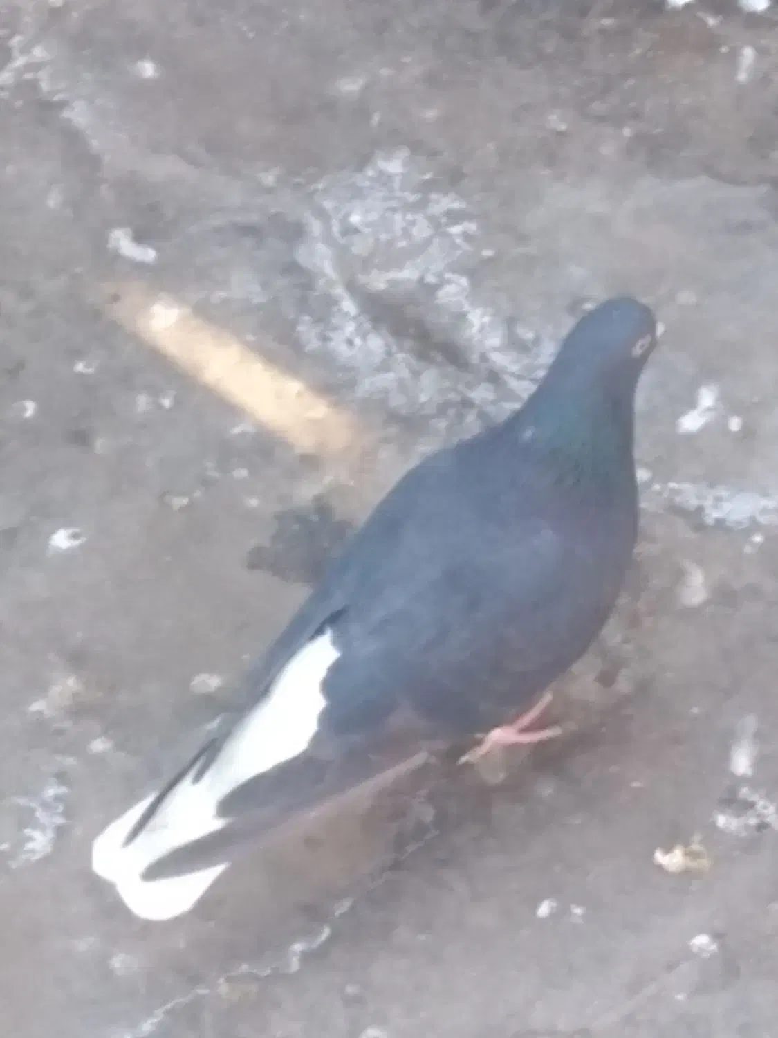 دوتا دم سفید تمیز و بدون پر یا دم رخ مغبول|پرنده|مشهد, حجت|دیوار