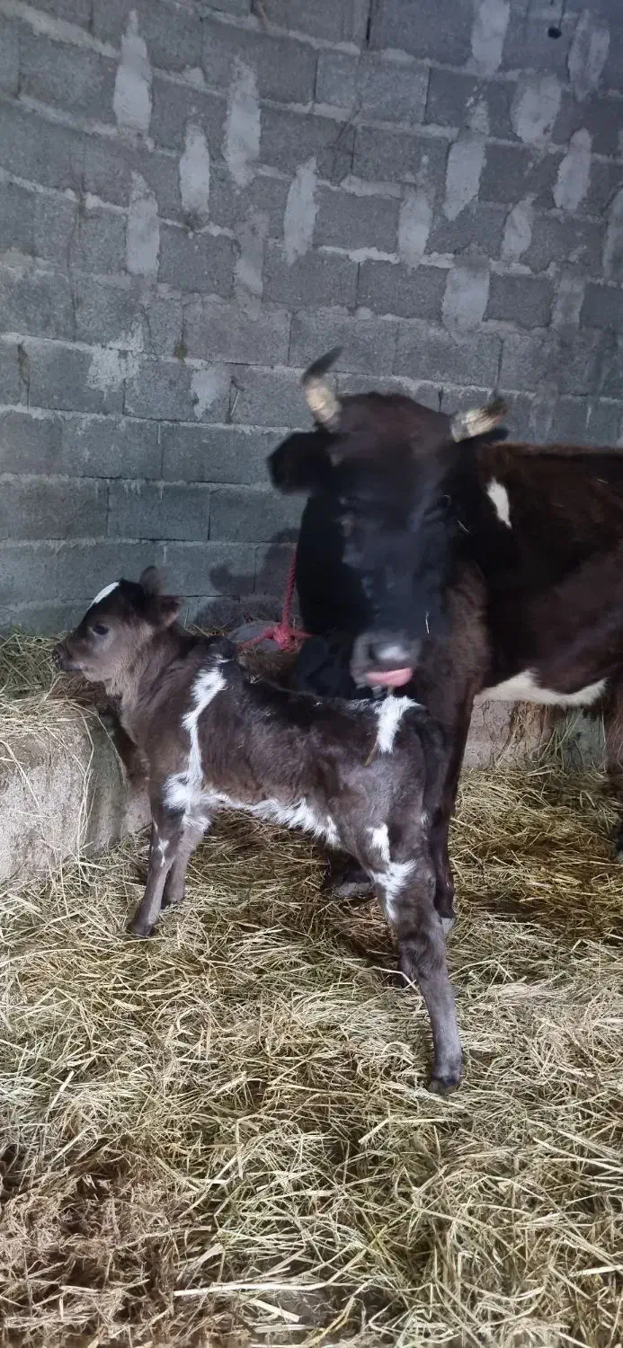 گاو چالوسی دورگ|حیوانات مزرعه|رشت, شهرک احمد خمینی|دیوار