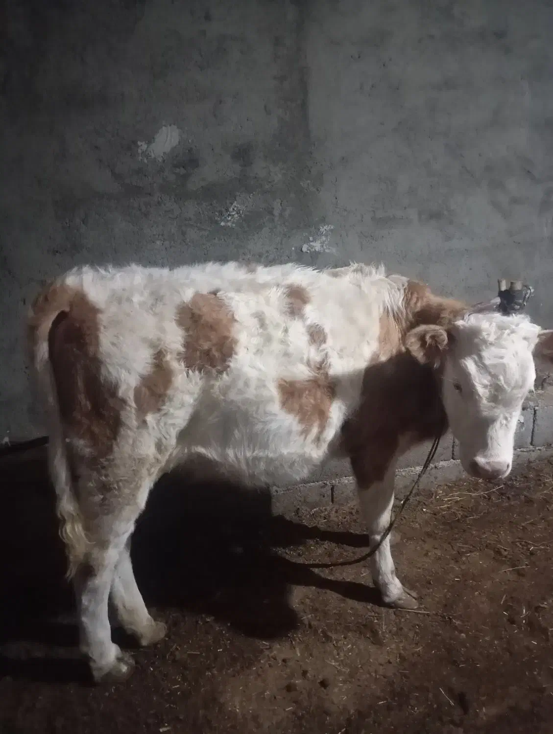 اصل سمیتال|حیوانات مزرعه|سیلوانه, |دیوار