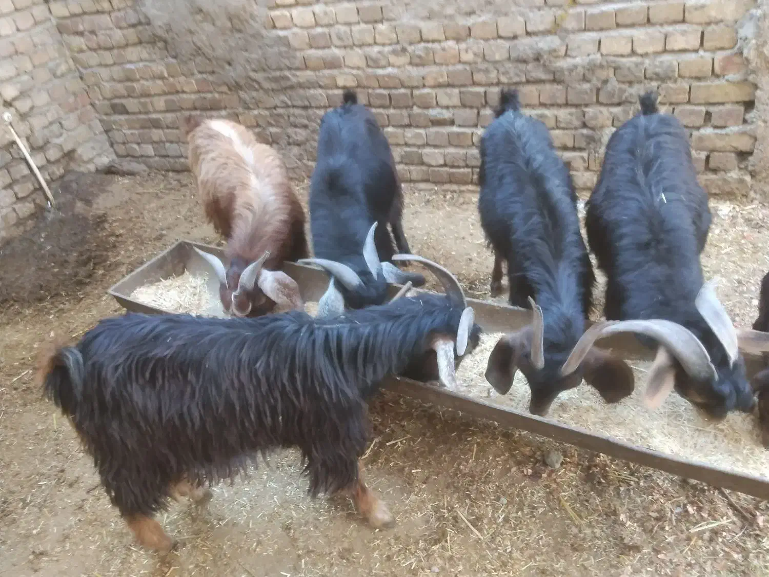 چپش فروش و گوسفند|حیوانات مزرعه|اندیمشک, |دیوار