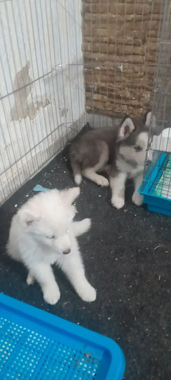 دوتا سگ نژاد هاسکی|سگ|چهارباغ, |دیوار