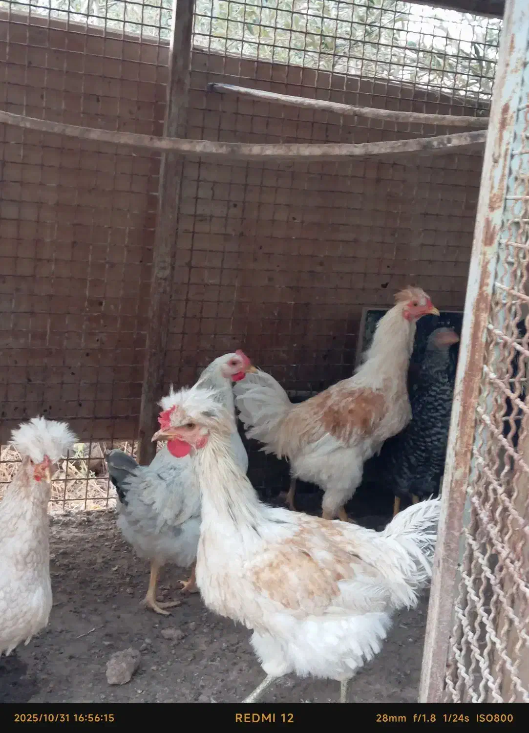 فروش خروس جوان جهت سربری و نگهداری|حیوانات مزرعه|گرمسار, |دیوار