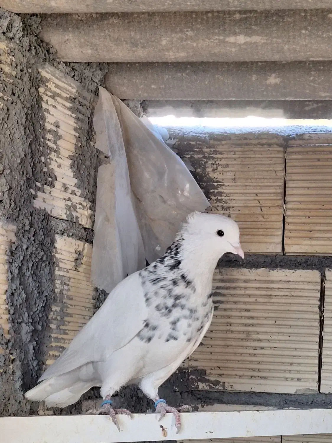 کبوتر طوقی درجه یک|پرنده|پیر بکران, |دیوار