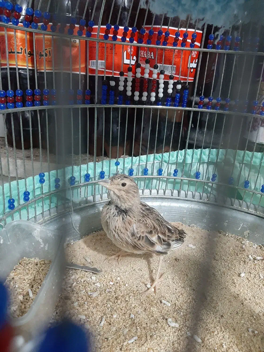 انواع پرنده سهره قناری طوطی گلدین فنج|پرنده|سمنان, |دیوار